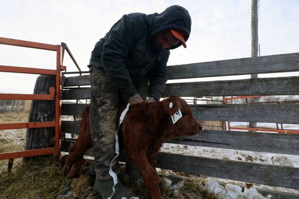 Matt Fehr wraps a calf with measuring tape to estimate its weight a few days after it was born on his cattle farm outside Souris. (Connor McDowell/Brandon Sun)
