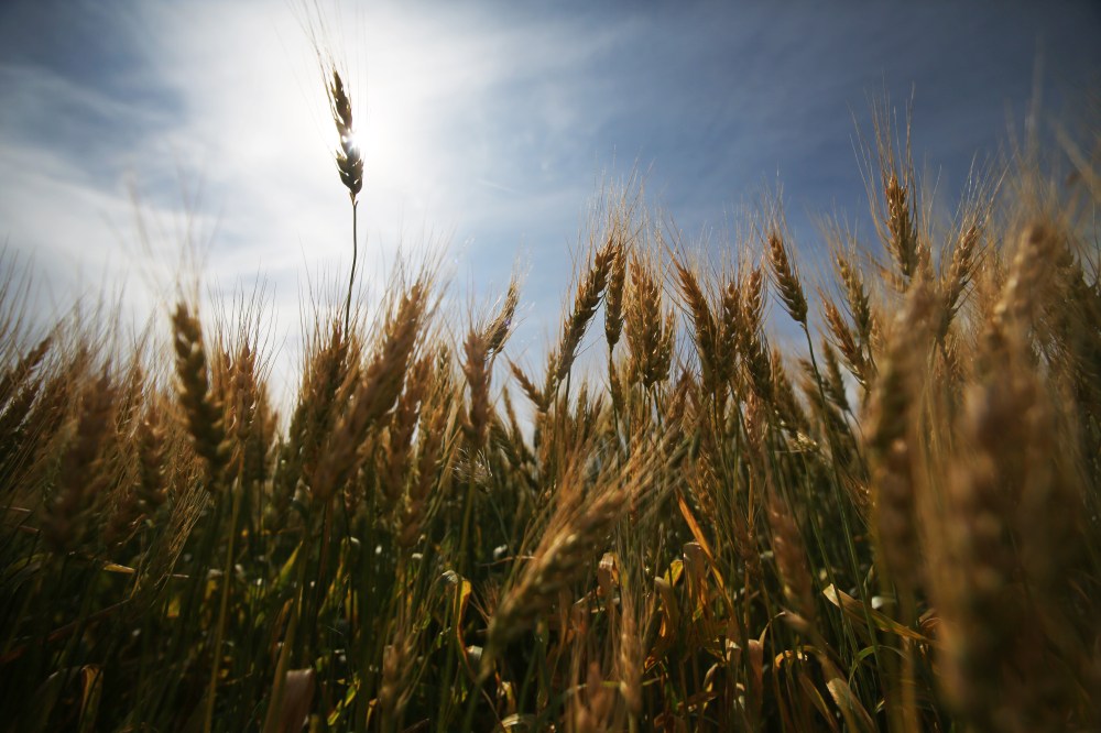 A head of wheat is silhouetted against the morning sun on Tuesday, in a ripening field north of Brandon. (File)