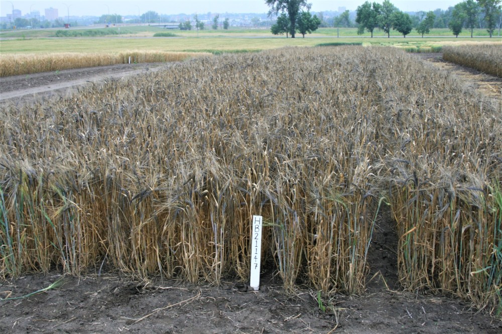 Researchers have invented a purple breed of barley with antioxidant properties built in and registered it for licensing in Canada. (Photo submitted by Agriculture and Agrifood Canada)