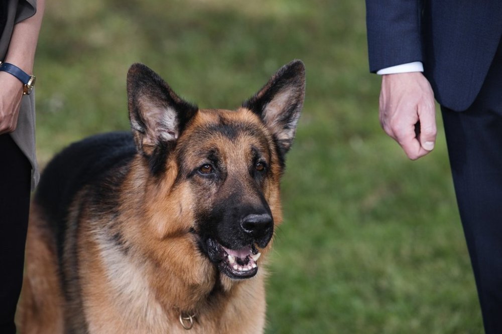 A German shepherd named Diesel vom Burgimwald who plays Rex in the TV series