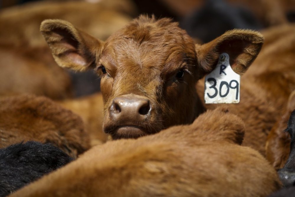 Calves on the Bird family's cattle farm near Cremona, Alta., Thursday, May 28, 2020. THE CANADIAN PRESS/Jeff McIntosh