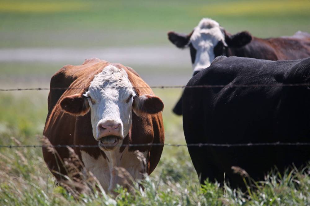 A cow chews on some grass in a herd found grazing in a pasture west of Brandon. (Matt Goerzen/The Brandon Sun files)