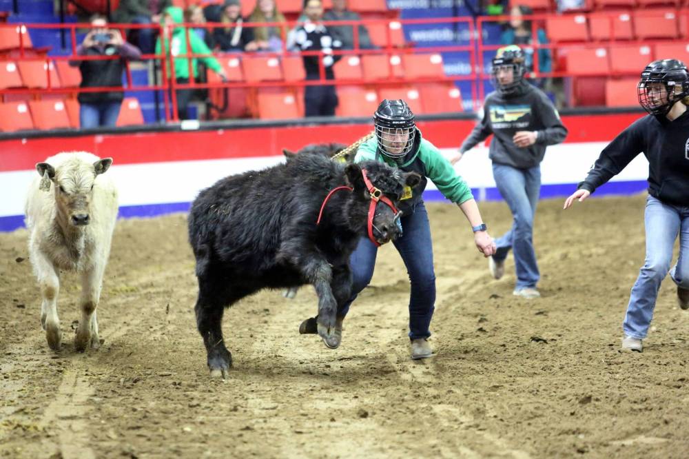 A young woman attempts to chase down a black bull to remove a blue rope from its harness during 2024's Barnyard Challenge event at the Royal Manitoba Winter Fair event at Westoba Place. (Matt Goerzen/The Brandon Sun files)