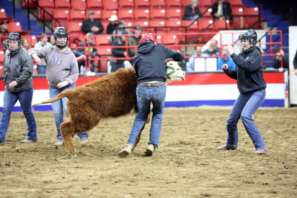 Competitors attempt to wrangle calves in during 2024’s Barnyard Challenge event at the Royal Manitoba Winter Fair event at Westoba Place Arena. (Matt Goerzen/The Brandon Sun files)