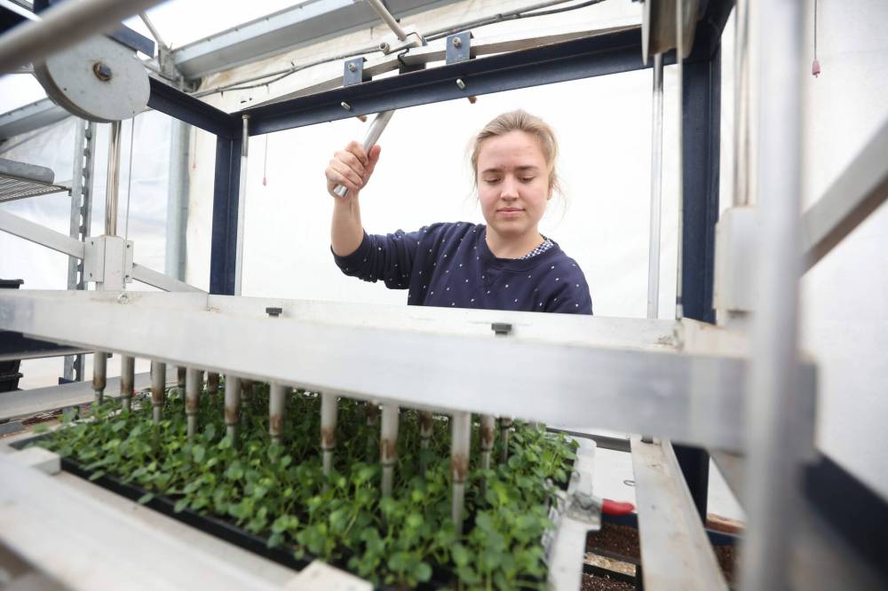 Misty Toews operates a punching machine to transplant viola seedling plugs from trays into six-packs.