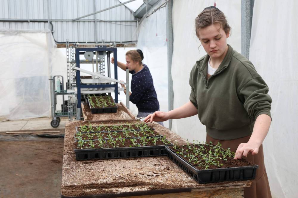 Toews and Brianna Wohlgemuth waste no time getting the seedling plugs ready.
