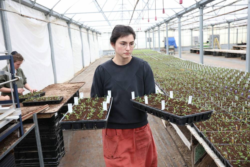 Emily Goossen carries transplanted viola seedlings to a table at The Green Spot Home & Garden in Brandon on Thursday. Despite the snow in the immediate forecast, Green Spot employees were busy Thursday prepping for the spring gardening season.