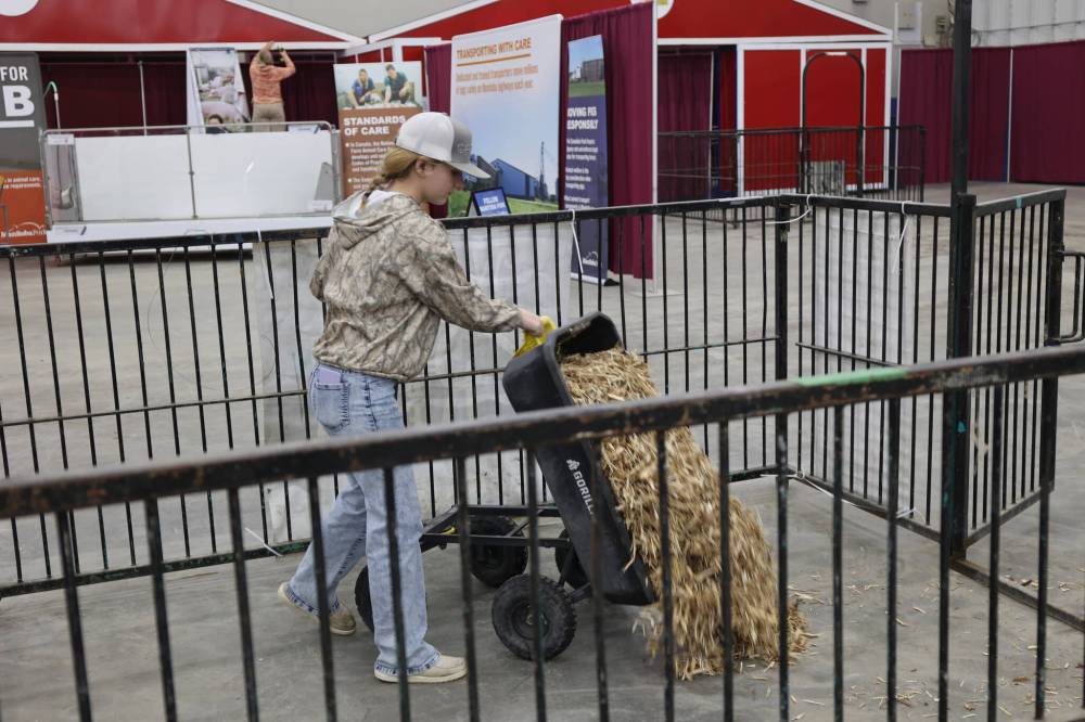 Eva Lambert drops wood-chip bedding at the Saddle Ridge Farm stand on Sunday afternoon, ahead of the Winter Fair at the Keystone Centre. Saddle Ridge Farm is from Wawota, Saskatchewan.