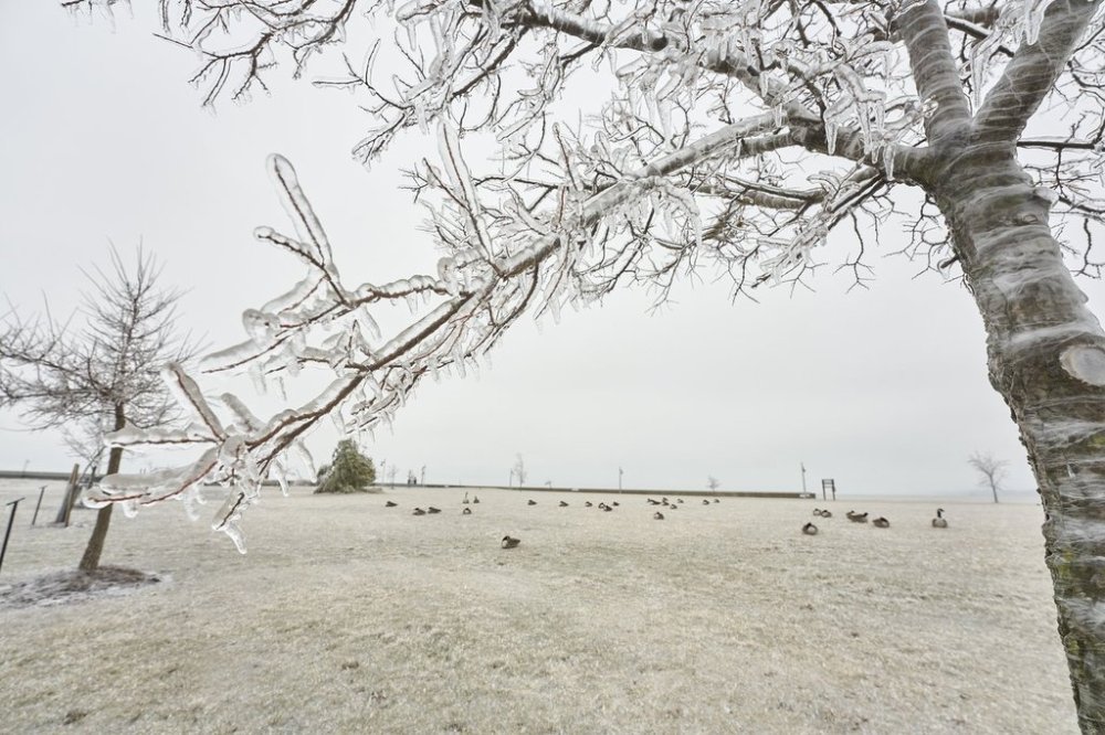 A tree sits covered in ice in Hofhuis Park in Port Stanley, Ontario on Thursday, February 23, 2023. THE CANADIAN PRESS/ Geoff Robins