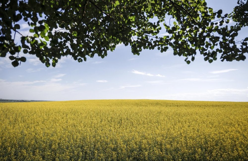 Canola fields are pictured near Cremona, Alta., Monday, July 15, 2024. THE CANADIAN PRESS/Jeff McIntosh