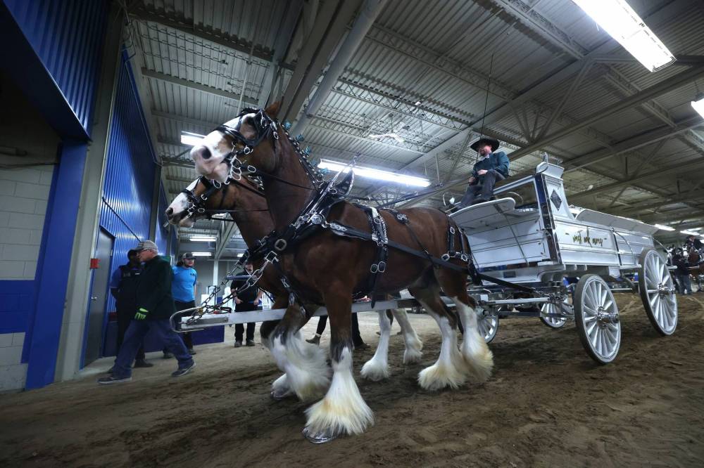 A pair of Clydesdale horses owned by West Oak Farms from Westbourne ride to the Westoba Place arena to take part in the Light Draft Team in Harness to Wagon competition on Monday afternoon during the Royal Manitoba Winter Fair.