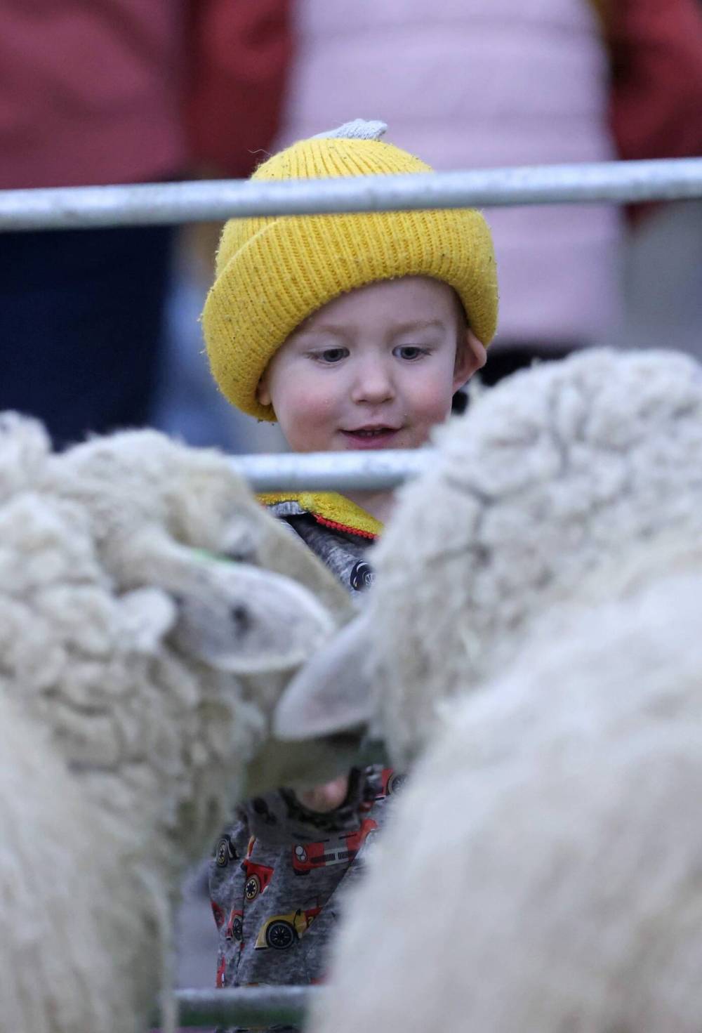 Two-year-old Sutter Johnson from Clearwater is entertained by a pair of woolly sheep at the Royal Farm Yard in the Flynn Arena on Tuesday.