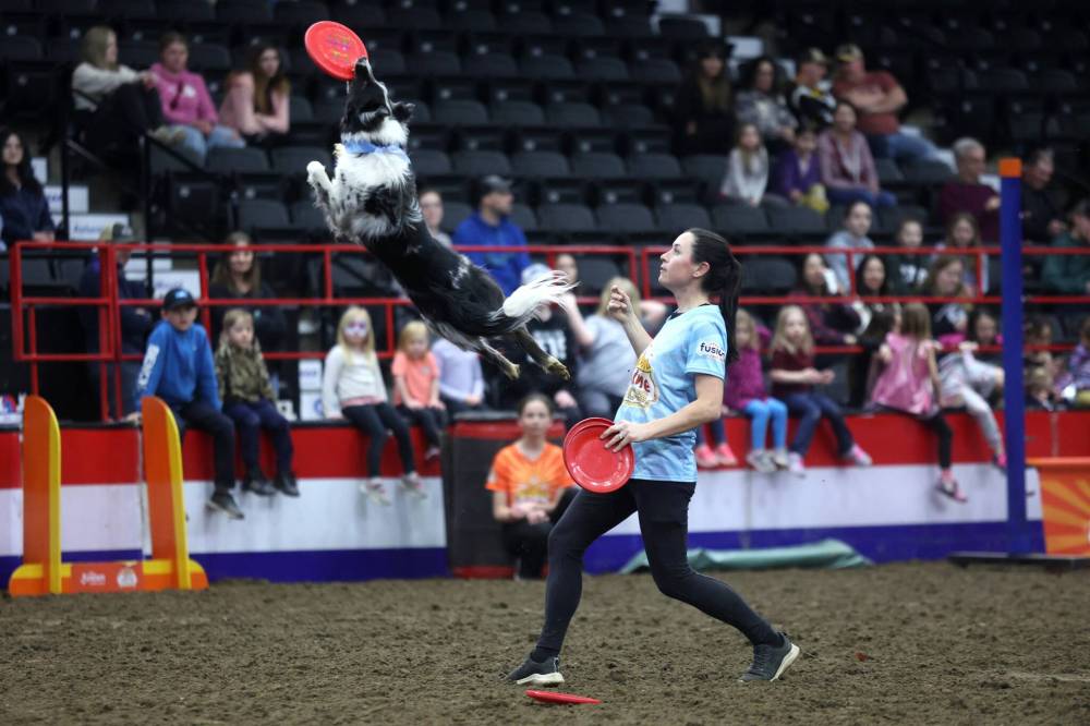 A dog with Canine Circus takes a flying leap from the body of a handler during a performance at the Westoba Place Arena on Monday evening during the Royal Manitoba Winter Fair.