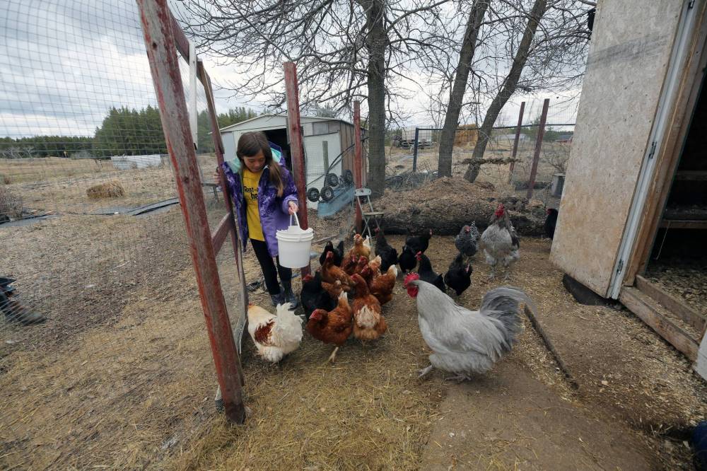 Hens are a good pet to teach children responsibility, Rent-A-Hen owner David Long said. His daughter, Marlee, is seen feeding the family’s chickens on their farm in Sprucewoods.