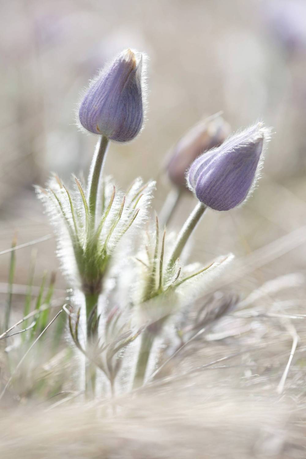 Protective woolly hairs enable the prairie crocus to bloom in cold weather. (Tim Smith/The Brandon Sun)