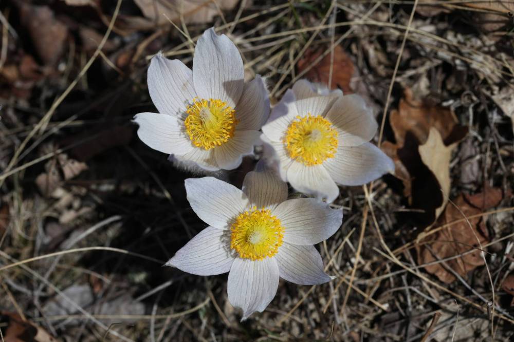 The wildflower provides an early source of nectar and pollen for bees. (Tim Smith/The Brandon Sun)