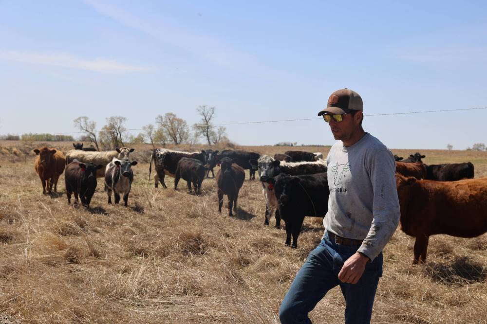 Boyd's Beef owner Ryan Boyd walks across his farm near Forrest on Friday afternoon. Boyd attributes the surge in beef prices to a steep decline in cattle herd sizes — a result of years of low profitability in the industry. (Abiola Odutola/The Brandon Sun)