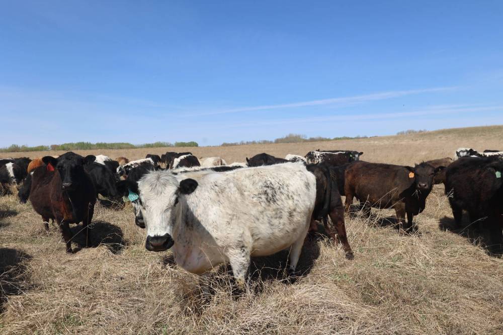 Boyd's Beef sold off a significant part of its herd last year to reduce debt, but in hindsight, says Boyd,