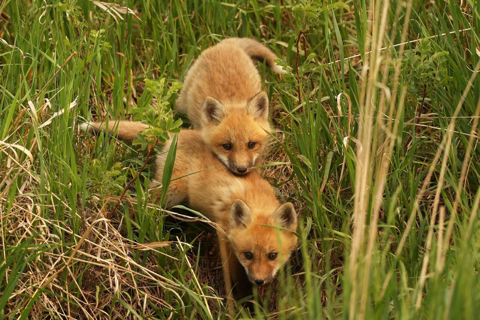 Ceding Fox Kits caboodling – Brandon Sun