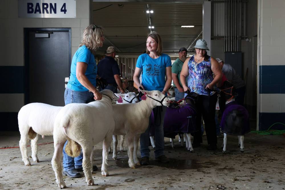 Annette Mignault and Alyssa Boles of Cool Ally Livestock in Tompkins, Sask., wait to have their Ile de France sheep checked by a veterinarian so they can take part in the show. (Tim Smith/The Brandon Sun)