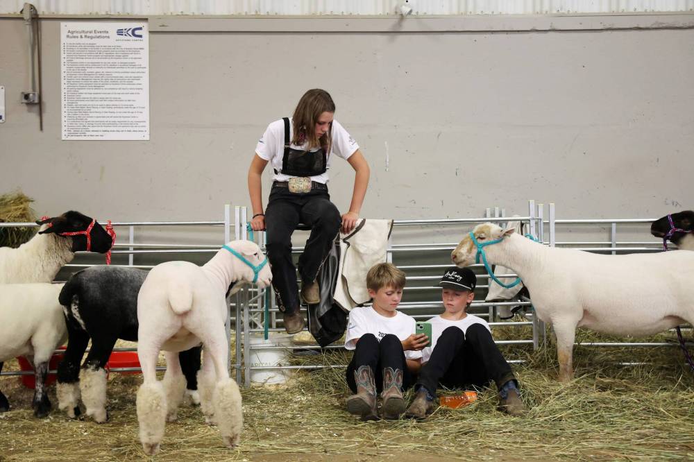 Friends Kerri Walker and Brexton Beaudoin of Moosomin, Sask., and Brayden Bell of Stayner, Ont., hang out between showing their sheep during Thursday’s show. (Tim Smith/The Brandon Sun)