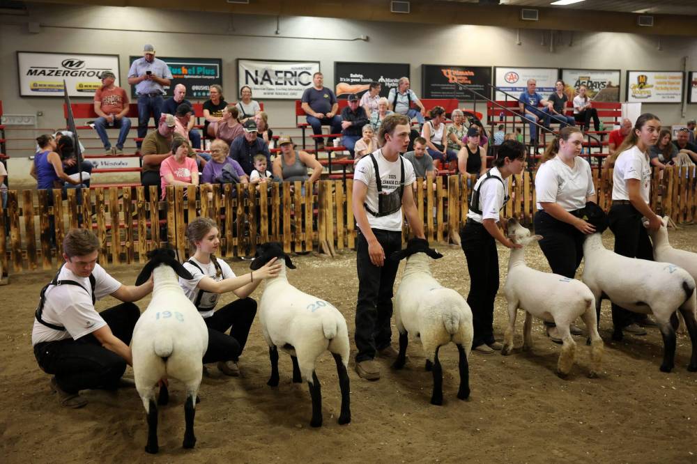 Kids show their sheep and wait judging during the 2025 All Canada Sheep Classic at the Keystone Centre in Brandon on Thursday. (Tim Smith/The Brandon Sun)