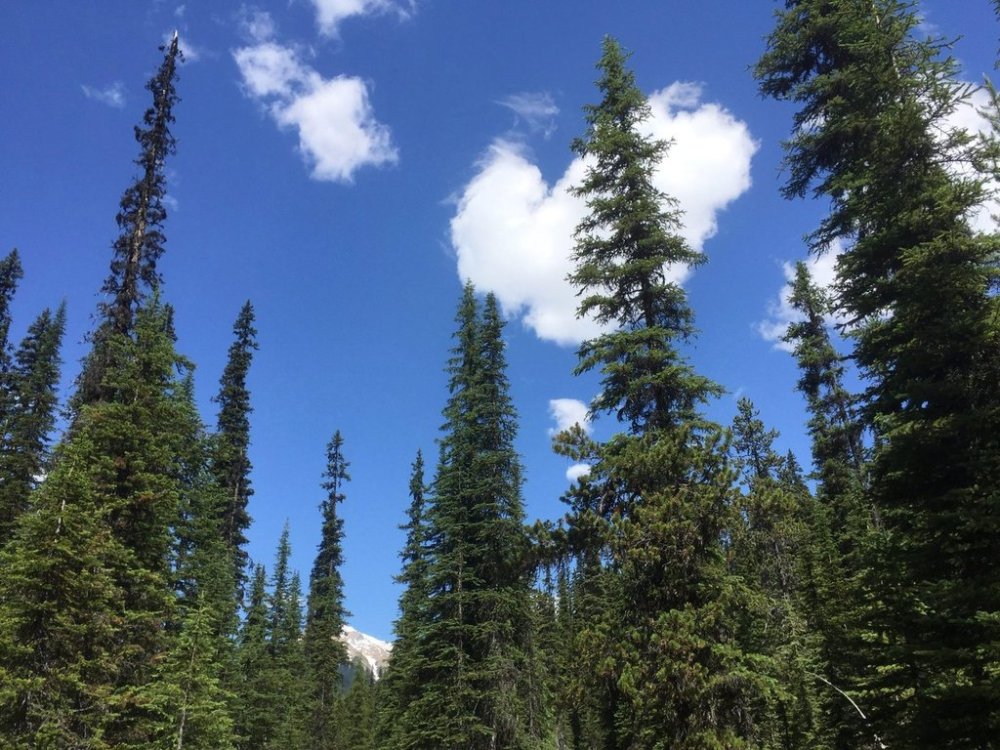 In this July 6, 2017 photo, coniferous trees in Yoho National Park reach toward the sky with snow-topped mountains in the background in Canada's stretch of the Rocky Mountains, straddling the border of British Columbia and Alberta. (AP Photo/Adam Kealoha Causey)
