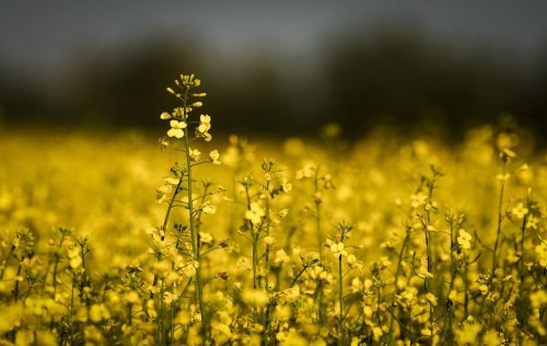 Canola plants bloom in a pasture on a farm near Cremona, Alta., Friday, July 18, 2025. THE CANADIAN PRESS/Jeff McIntosh