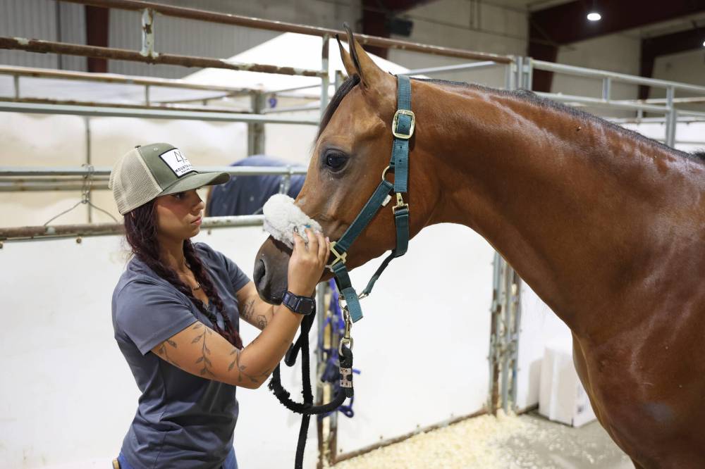 London Collins with Copple Show Horses out of Washington state adjusts a bridle on one of their Arabians at the Keystone Centre on Tuesday, ahead of the Canada's National Arabian Championship horse show, which runs from Thursday through Aug. 16. Collins works for Copple Show Horses and also competes in the western pleasure class. (Tim Smith/The Brandon Sun)