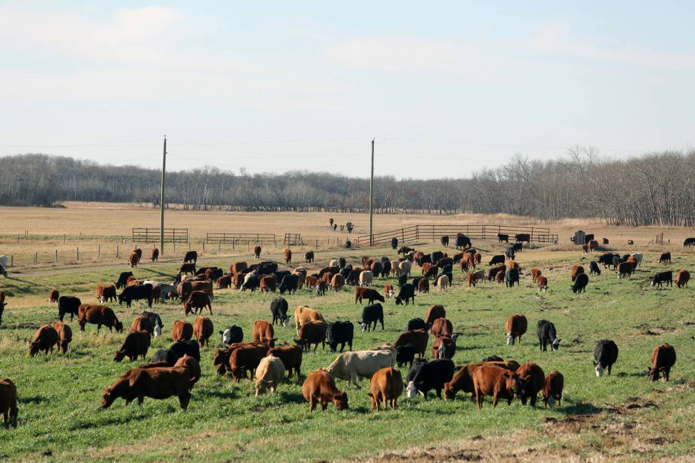 A herd of cattle grazes on the front lawn at Gerow Farms after knocking through the pasture gate in 2024. Curtis Gerow is planning to adjust to a dry year by converting more of his crop into livestock feed. (Connor McDowell/Brandon Sun)