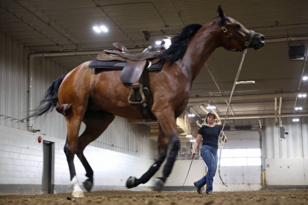 A trainer with Graycyn Farms works on lunging a horse during the first day of Canada’s National Arabian Championship on Thursday.