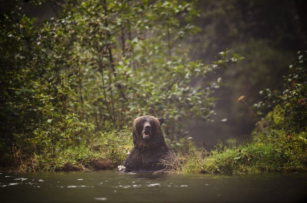 A grizzly bear searches for food as he fishes in Khutze Inlet near Princess Royal Island, B.C. Sept, 19, 2013. THE CANADIAN PRESS/Jonathan Hayward