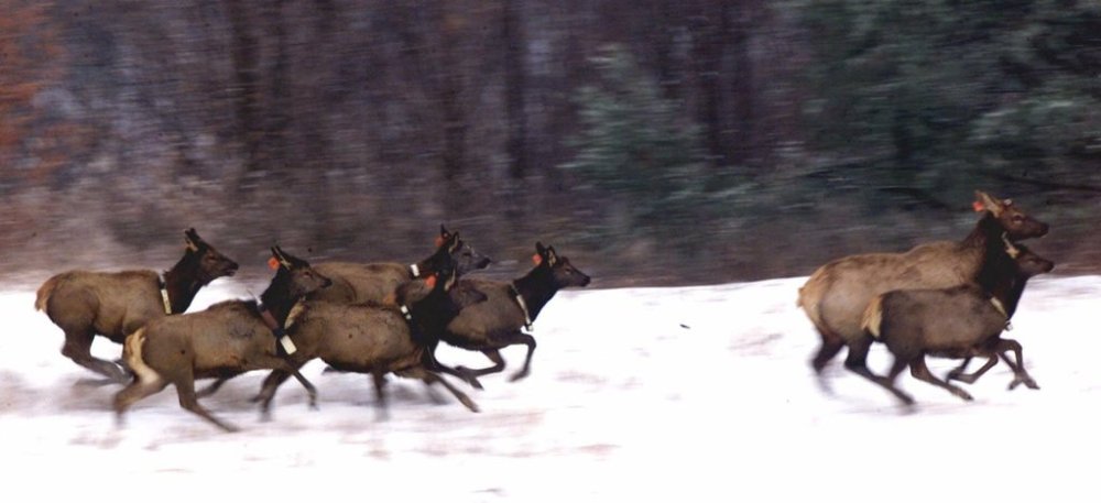 A group of elk run after being released Tuesday, Dec. 19, 2000, at the Royal Blue Wildlife Reserve near Caryville, Tenn. (AP Photo/Wade Payne)