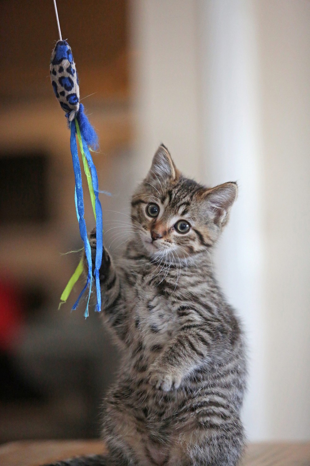 A playful young kitten named Benjamin takes poses for a momentary picture after catching a cat toy that is being wriggled above him by a Brandon Humane Society employee on Friday morning. Benjamin is one of several cats and dogs that are up for adoption at the facility. (Matt Goerzen/The Brandon Sun)