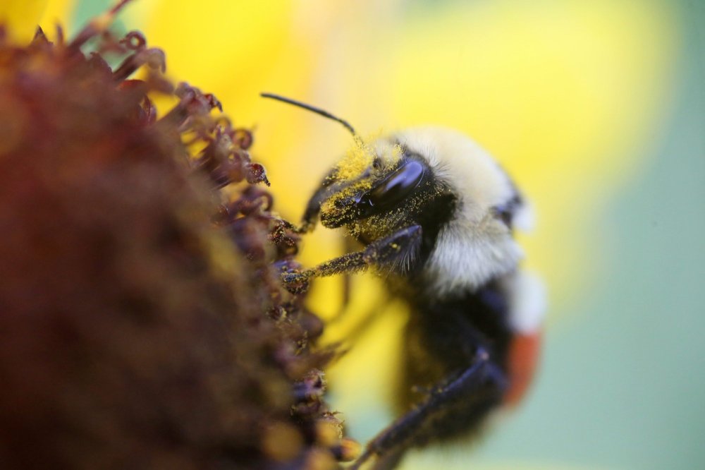 An orange belted bumblebee, which is native to Manitoba, gathers pollen from a small sunflower in a field east of Brandon on Monday morning.
