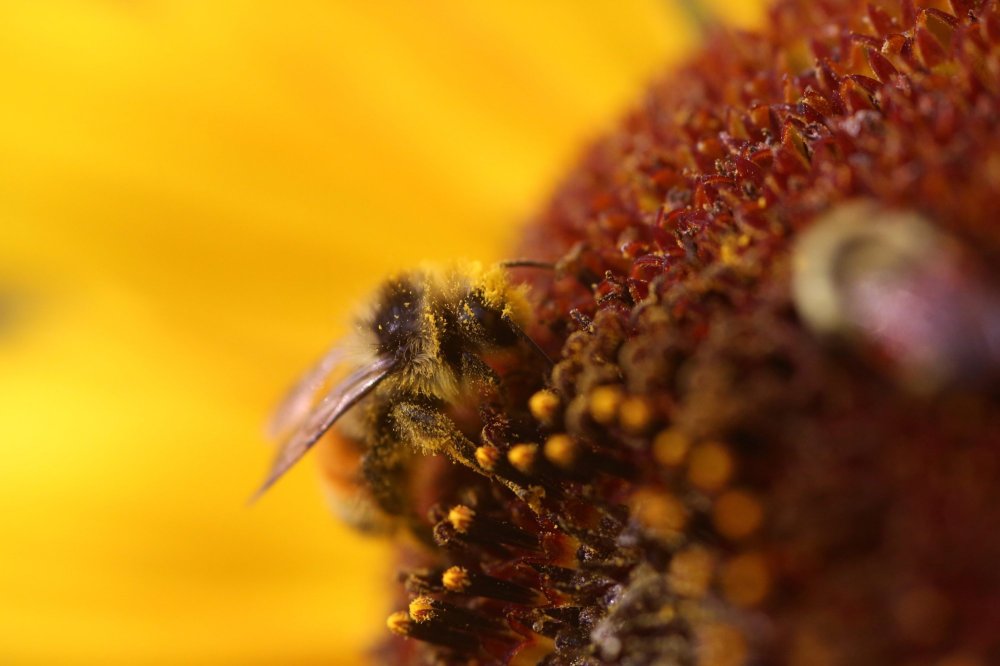 Covered in pollen, an orange belted bumblebee busies itself in the face of a large sunflower in a field east of Brandon on Monday morning.