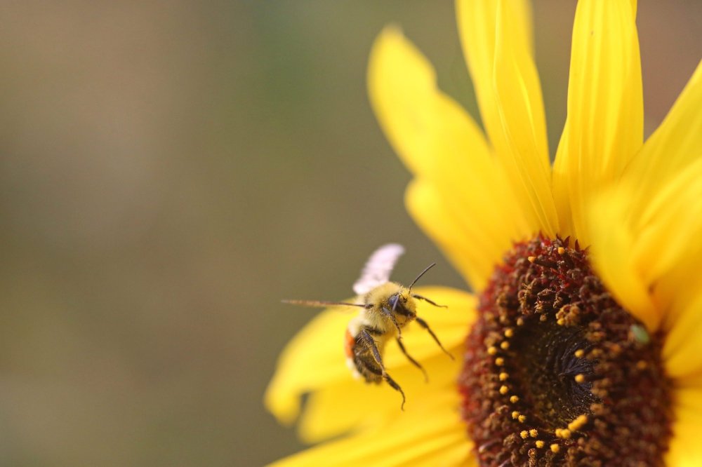 An orange belted bumblebee flies away from its perch on a small sunflower in a field east of Brandon on Monday morning.