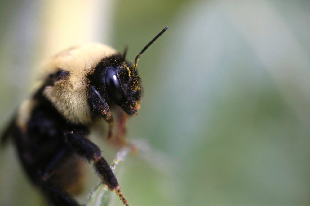 A large two-spotted bumble bee rests on the leaf of a bean plant in a garden east of Brandon on Monday afternoon.