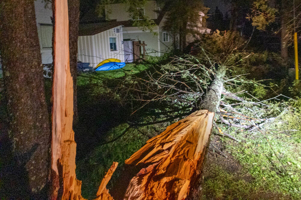 A tree destroyed by Monday's storm, described as