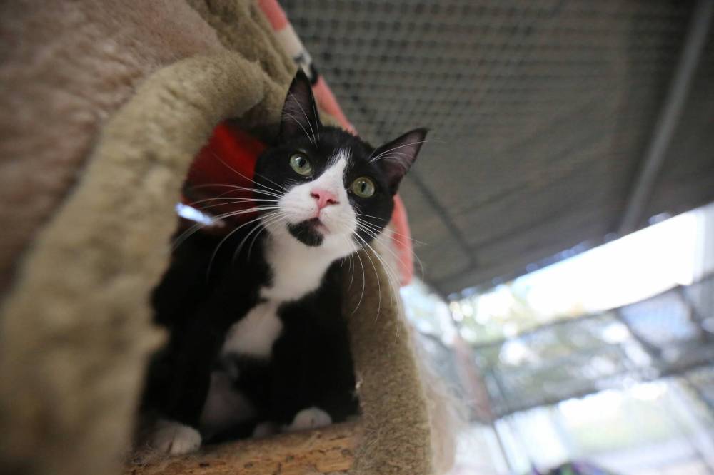 A frisky young kitten plays in the cat atrium at the Brandon Humane Society on Friday.