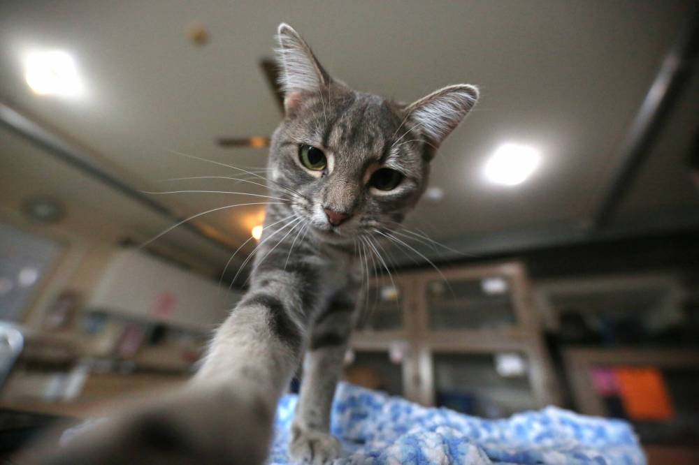 Smoke, a grey tabby cat, pokes at the camera while a photographer takes his picture on Friday at the humane society.