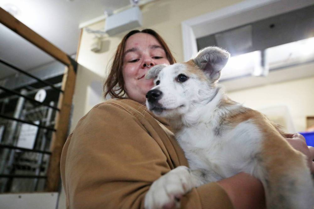 Humane society volunteer Hailey Twiss holds Ava, a five-month-old Corgi cross.
