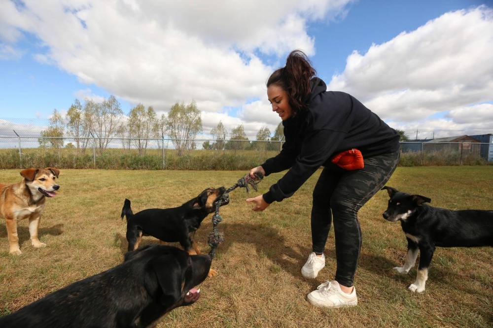Brandon Humane Society employee Lizanne Szabo plays with some of the canines up for adoption at the facility on Friday morning.