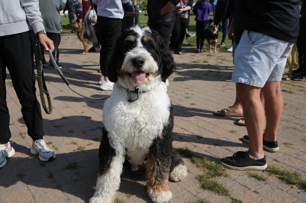 A dog poses for a picture during the Wag-A-Tail Walk-A-Thon.