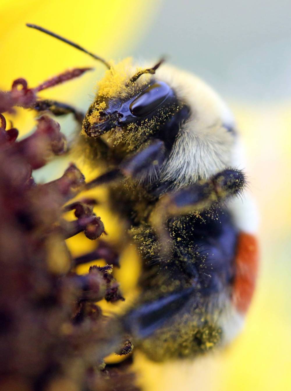 A side view of a bee working away on a sunflower. (Matt Goerzen/The Brandon Sun)