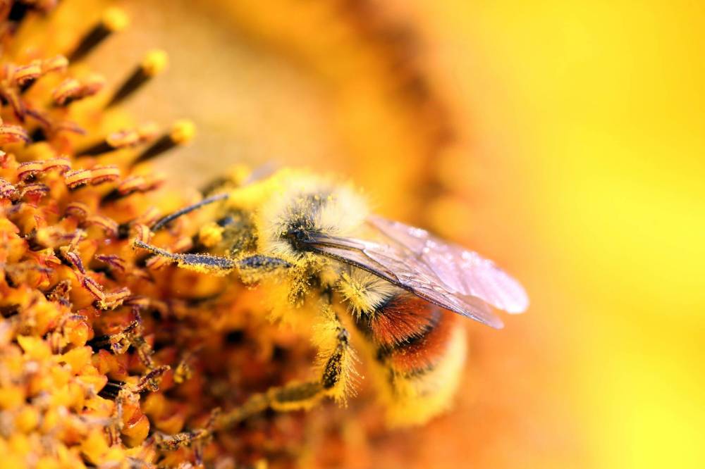 Its body covered in pollen, an orange belted bumblebee busies itself in a sunflower in a field east of Brandon on Monday morning. (Matt Goerzen/The Brandon Sun)