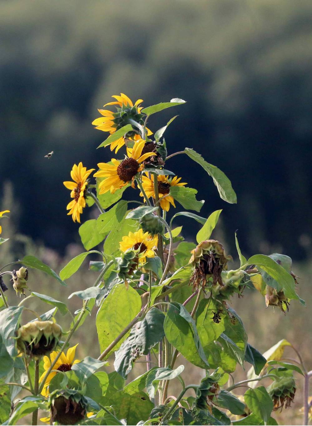 A bee flies around a stand of sunflowers in a field garden east of Brandon on Monday morning. (Matt Goerzen/The Brandon Sun)