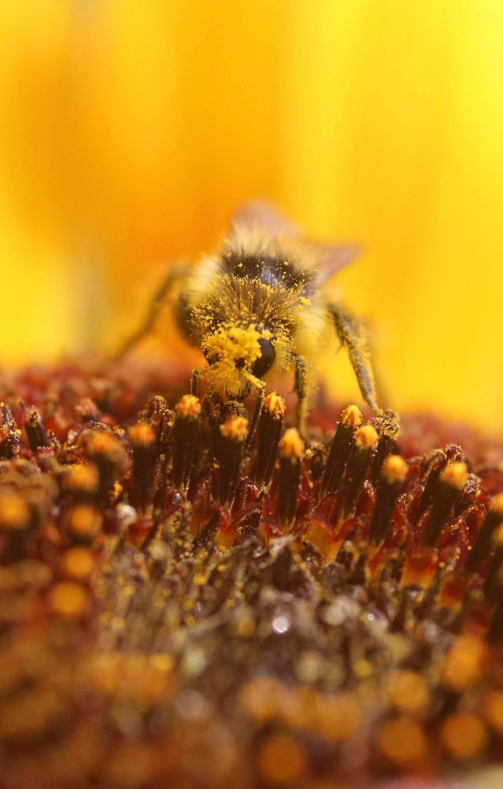 An bumblebee is loaded with pollen. (Matt Goerzen/The Brandon Sun)