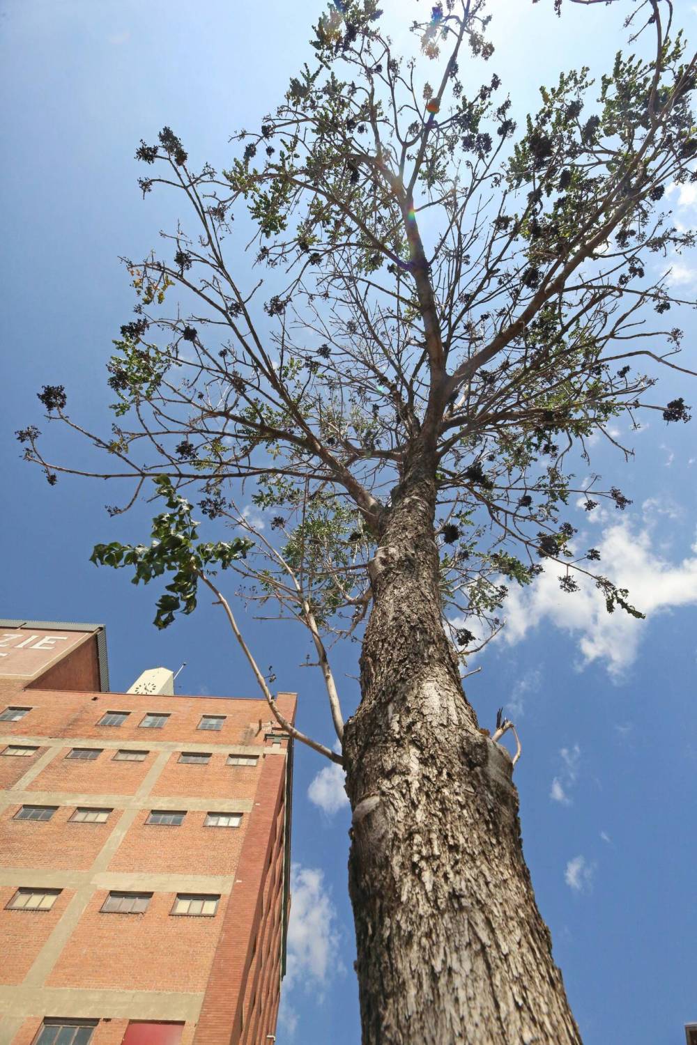 A dying ash tree reaches up to the sky near the former McKenzie Seeds building on Ninth Street in downtown Brandon on Wednesday afternoon. The City of Brandon has announced that due to a notable decline in the health of ash trees in the downtown area, 71 affected trees will be removed next week. (Matt Goerzen/The Brandon Sun)