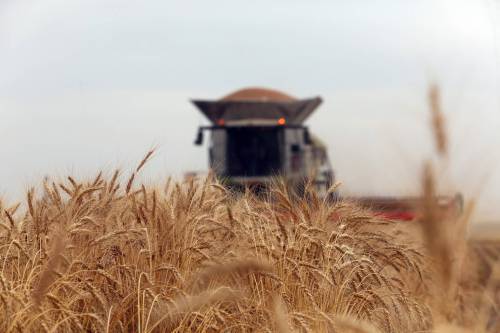 Grain harvest